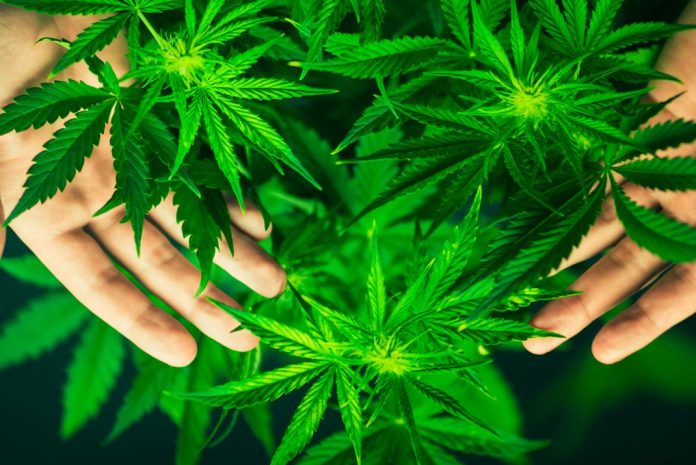 cultivo marihuana en hogares