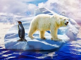 La Antártida en peligro: ¿Por qué se está derritiendo?