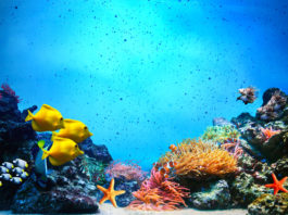 ¿Por qué son importantes los arrecifes de coral?