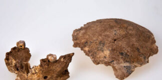 Hallan en Israel una nueva especie humana desconocida Hallan en Israel una nueva especie humana desconocida