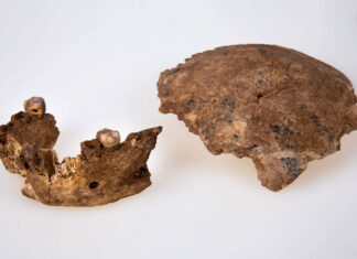 Hallan en Israel una nueva especie humana desconocida Hallan en Israel una nueva especie humana desconocida