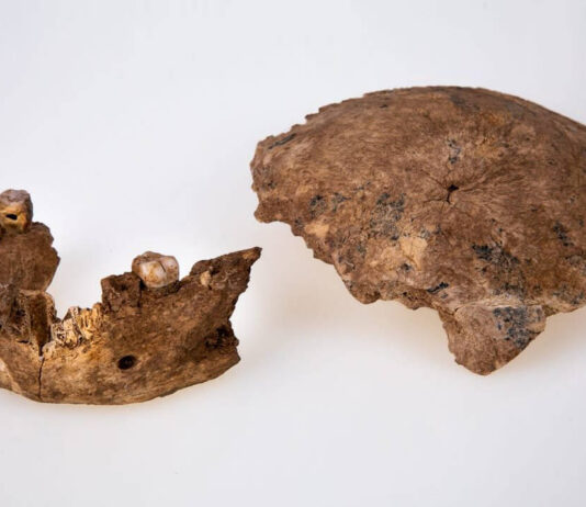 Hallan en Israel una nueva especie humana desconocida Hallan en Israel una nueva especie humana desconocida