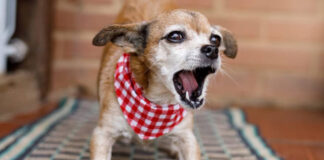 Cómo funcionan las quejas por los perros que ladran Cómo funcionan las quejas por los perros que ladran