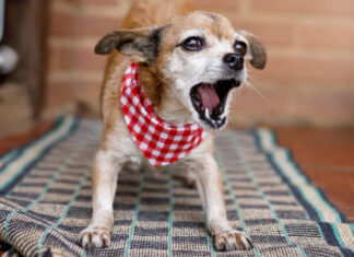 Cómo funcionan las quejas por los perros que ladran Cómo funcionan las quejas por los perros que ladran