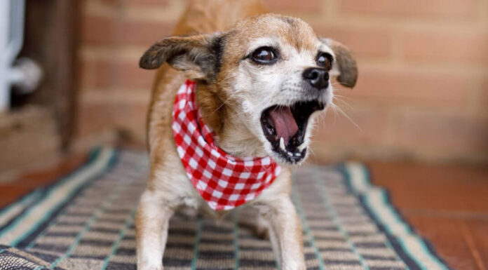 Cómo funcionan las quejas por los perros que ladran Cómo funcionan las quejas por los perros que ladran